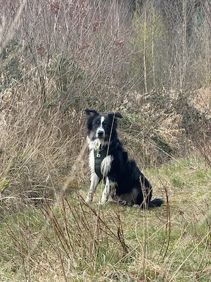 Black Tri Aussie-Rüde sucht sportliches Herzenszuhause 