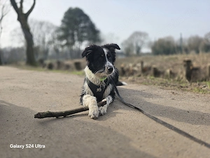 Black Tri Aussie-Rüde sucht sportliches Herzenszuhause 