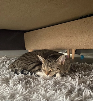 Katze Kira sucht ein liebevolles Zuhause