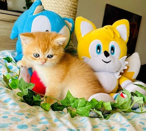 bkh golden Shell   shaded stammbaum AB Mai