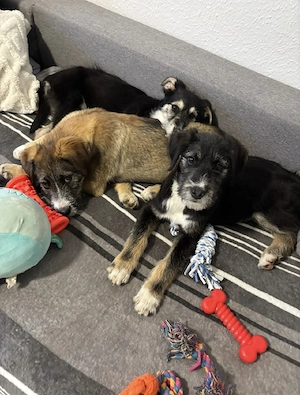 3 hübsche Mischlingswelpen 