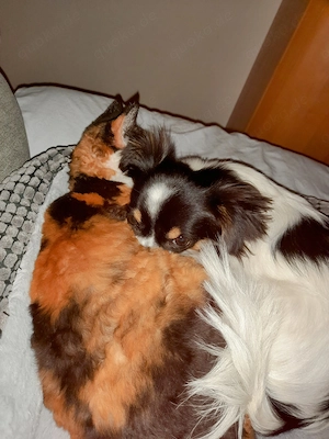 Suche ältere Devon Rex Katze oder Kater 