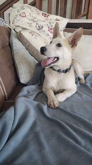 Kajo, junger Mischlingsrüde 