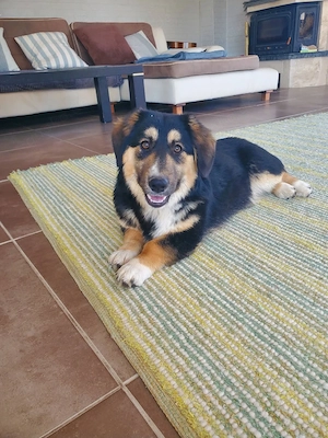 Kaja, kleine Mischlingshündin 