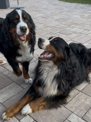 Berner Sennen Hund Wurfankündigung Bild 2