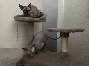 Sphynx Kätzchen