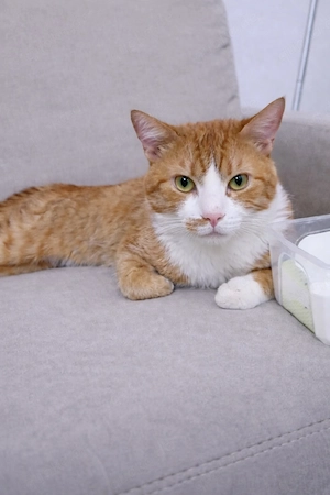 kater 1,5 jahre alt sucht neues zu hause 