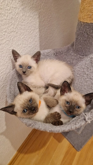 Siamkitten  Reinrassige 
