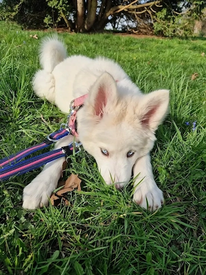 Schöne Weiße Husky Hündin