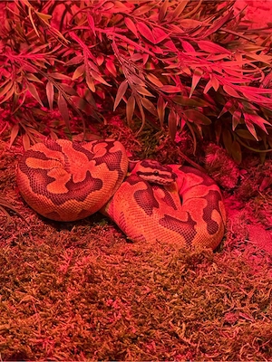 Königspython 0.1 Enchi het Hypo