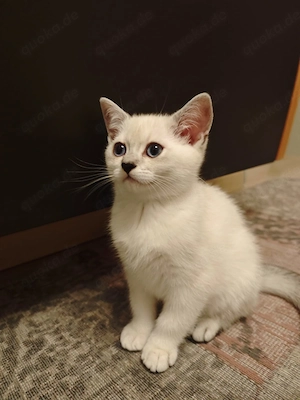 Süßes weißes Katzenkitten sucht ein liebevolles Zuhause.