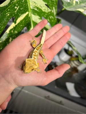 Kronengecko 0.1 Correlophus ciliatus pet only