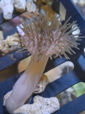 Sarcophyton Pilzlederkoralle   kräftige Nachzuchten aus gepflegtem Aquarium