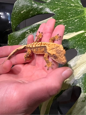 Kronengecko 0.1 Correlophus ciliatus