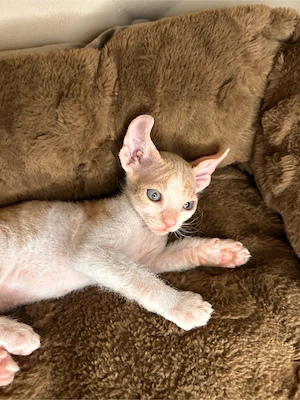 Elf Sphynx Kitten zu verkaufen
