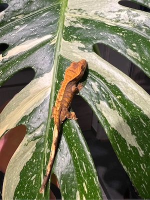 Kronengecko 0.0.1 Correlophus ciliatus