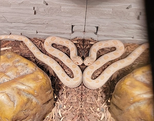1.0 Arctic Albino Conda het Axanthic DNZ 23 Heterodon Nasicus 