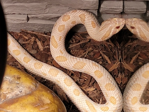 1.0 Arctic Albino Conda het Axanthic DNZ 23 Heterodon Nasicus 