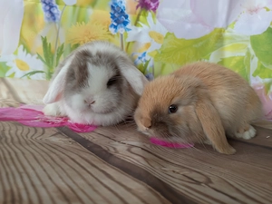 Zwergwidder minilop Zwergkaninchen 