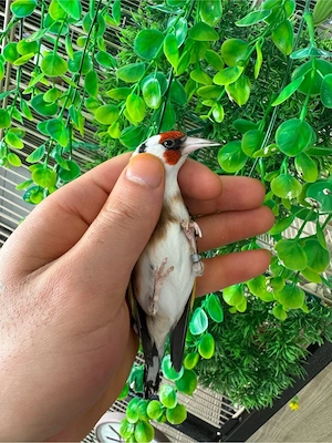 stieglitz parva Bild 2