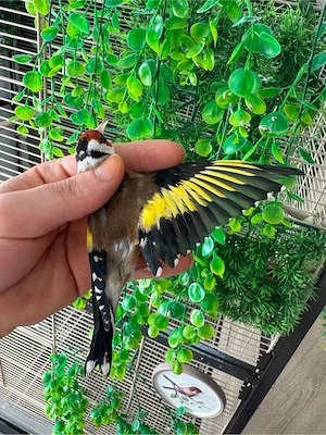 stieglitz parva Bild 4