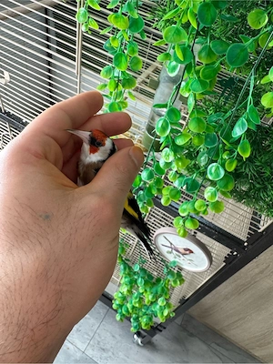 stieglitz parva Bild 3