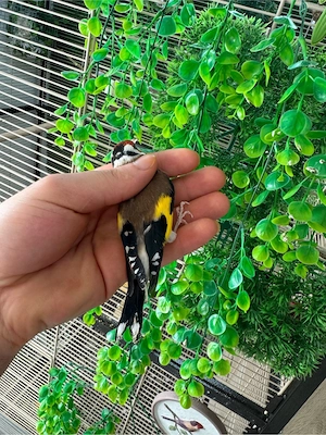 stieglitz parva Bild 5