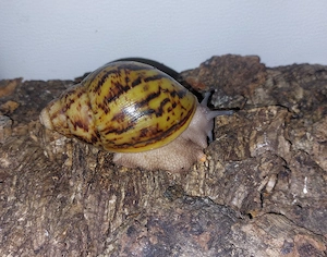 Archachatina marginata Ovum, Achatschnecken