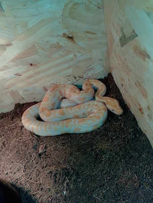 Tigerpython Albino Männchen 