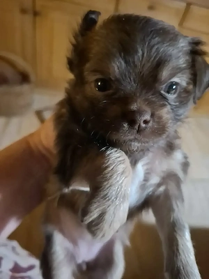 Niedliche Chihuahua Mix Welpen 