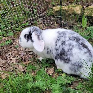 Zuckersüße Zwergwidder Häsin sucht Zuhause-geimpft 