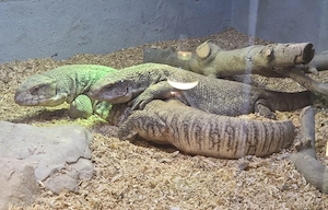1.1 Varanus exanthematicus 
