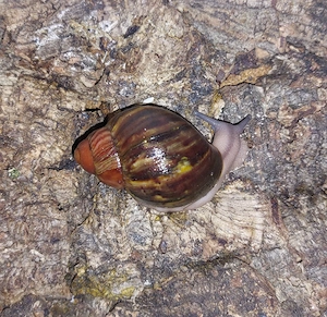 Archachatina Ventricosa, Achatschnecken Bild 3