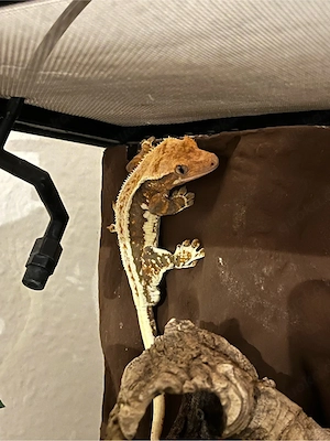 Kronengecko Lilly White Tricolor 