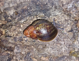 Archachatina Ventricosa, Achatschnecken Bild 2