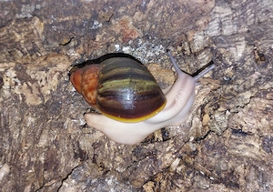 Archachatina Ventricosa, Achatschnecken