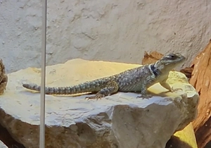 0.1 Sceloporus cyanogenis