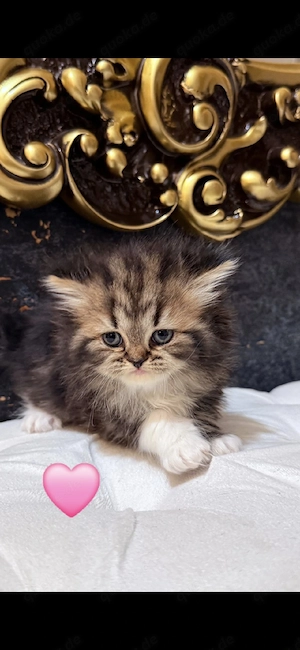 Persische Katzen suchen ein Zuhause.