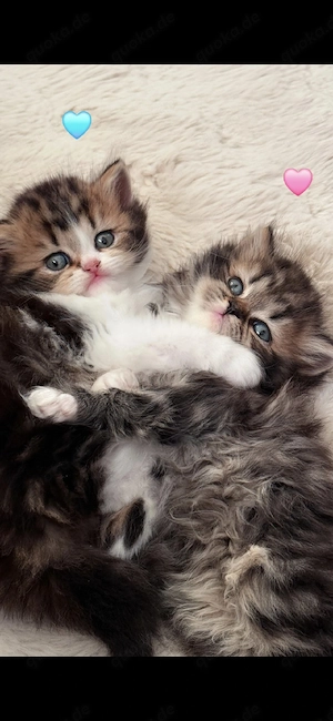 Persische Katzen suchen ein Zuhause.