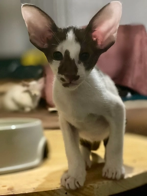 Orintalische Kurzhaar Edel Kitten