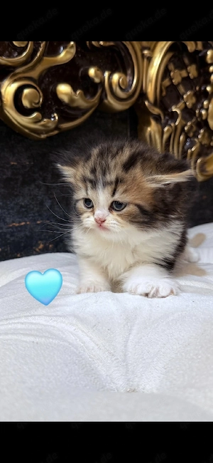 Wunderschöne Kätzchen suchen ein liebevolles Zuhause.