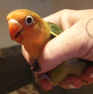 Agaporniden Pfirsichköpfchen Nestjung