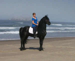 =..Friesenpferd (ROLLY)***!