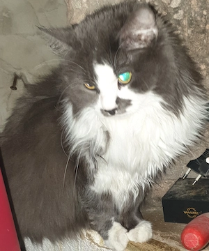 Katze weiblich sucht liebevolles zuhause