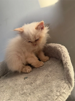 bkh kitten abgabe bereit  Bild 5