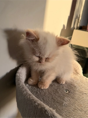 bkh kitten abgabe bereit  Bild 3