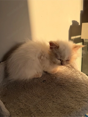 bkh kitten abgabe bereit  Bild 4