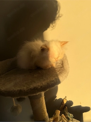 bkh kitten abgabe bereit  Bild 2