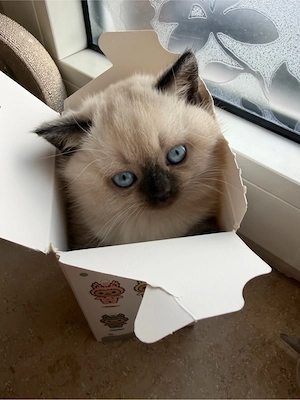 Süße Babykatze sucht ein neues zuhause