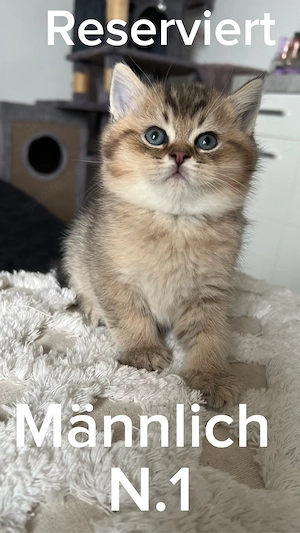 Wunderschöne Britisch Kurzhaar Kitten